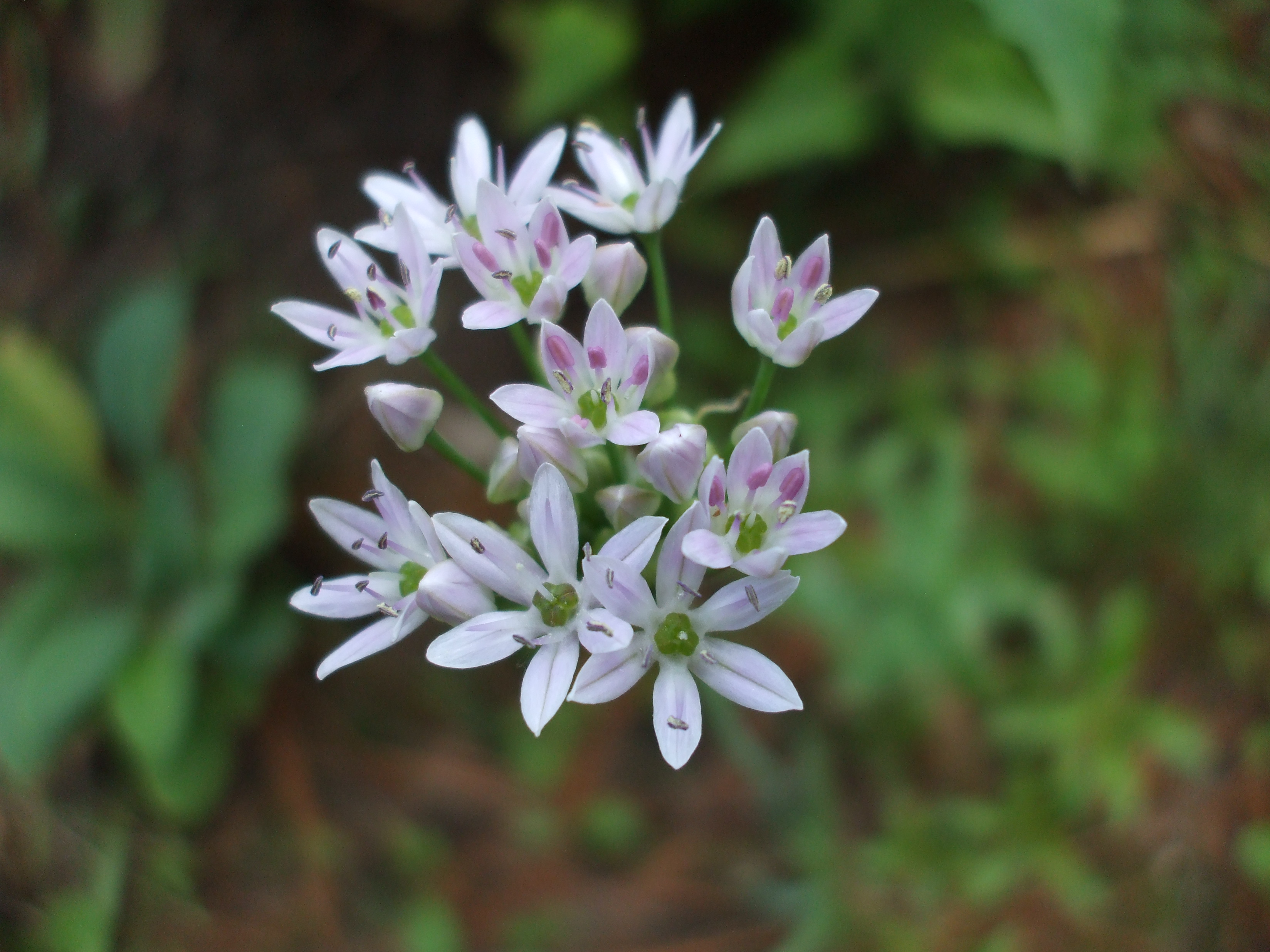 Allium textile